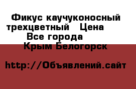 Фикус каучуконосный трехцветный › Цена ­ 500 - Все города  »    . Крым,Белогорск